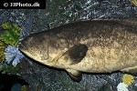 epinephelus itajara epinephelus itajara