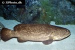 epinephelus itajara epinephelus itajara