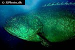 epinephelus lanceolatus epinephelus lanceolatus