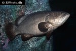 epinephelus lanceolatus epinephelus lanceolatus