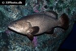 epinephelus lanceolatus epinephelus lanceolatus