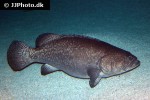 epinephelus lanceolatus epinephelus lanceolatus