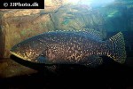 epinephelus lanceolatus epinephelus lanceolatus