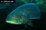 epinephelus lanceolatus epinephelus lanceolatus