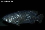epinephelus lanceolatus epinephelus lanceolatus