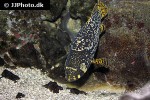 epinephelus lanceolatus epinephelus lanceolatus