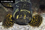 epinephelus lanceolatus epinephelus lanceolatus