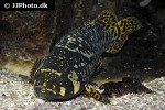 epinephelus lanceolatus epinephelus lanceolatus