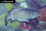 epinephelus lanceolatus epinephelus lanceolatus
