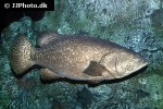 epinephelus lanceolatus epinephelus lanceolatus