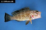 epinephelus maculatus epinephelus maculatus