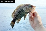 epinephelus maculatus epinephelus maculatus