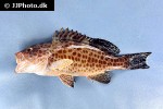 epinephelus maculatus epinephelus maculatus