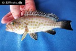 epinephelus maculatus epinephelus maculatus