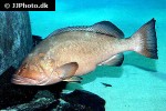 epinephelus marginatus epinephelus marginatus