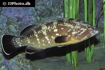 epinephelus marginatus epinephelus marginatus