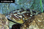 epinephelus marginatus epinephelus marginatus