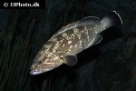 epinephelus marginatus epinephelus marginatus