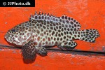 epinephelus quoyanus epinephelus quoyanus