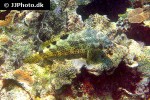 epinephelus spilotoceps epinephelus spilotoceps