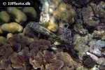 epinephelus spilotoceps epinephelus spilotoceps