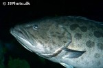 epinephelus tukula epinephelus tukula