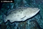 epinephelus tukula epinephelus tukula