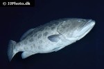 epinephelus tukula epinephelus tukula