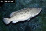 epinephelus tukula epinephelus tukula