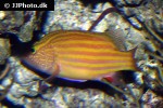 gonioplectrus hispanus gonioplectrus hispanus