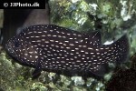 grammistes sexlineatus grammistes sexlineatus