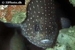 grammistes sexlineatus grammistes sexlineatus