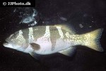 plectropomus laevis plectropomus laevis