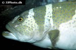plectropomus laevis plectropomus laevis