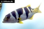 plectropomus laevis plectropomus laevis