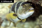 plectropomus laevis plectropomus laevis