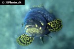 plectropomus maculatus plectropomus maculatus