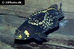 plectropomus maculatus plectropomus maculatus