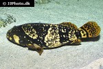 plectropomus maculatus plectropomus maculatus