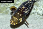 plectropomus maculatus plectropomus maculatus