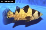 pogonoperca punctata pogonoperca punctata
