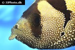 pogonoperca punctata pogonoperca punctata