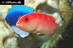 variola louti variola louti