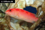 variola louti variola louti