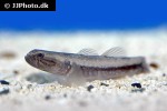 belobranchus belobranchus belobranchus belobranchus