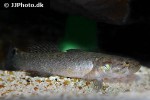 bostrychus zonatus bostrychus zonatus
