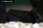 bostrychus zonatus bostrychus zonatus