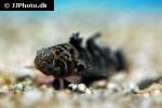 butis koilomatodon butis koilomatodon
