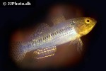 dormitator lebretonis dormitator lebretonis