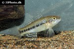 dormitator lebretonis dormitator lebretonis
